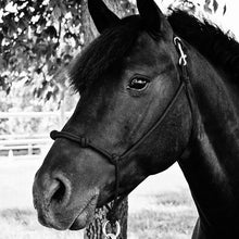 Load image into Gallery viewer, Knotted Noseband Rope Halter