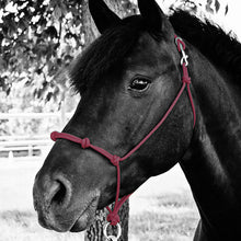 Load image into Gallery viewer, Knotted Noseband Rope Halter