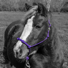 Load image into Gallery viewer, Knotted Noseband Rope Halter